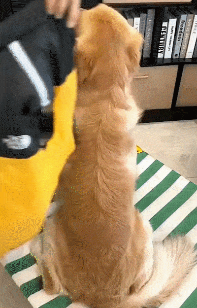 Dog Winter Coat With High Collar