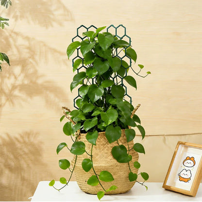 Honeycomb Plant Trellis for Climbing Plants